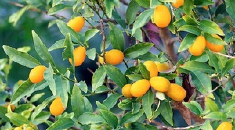 Кумкваты и их гибриды. Кумкват: «золотой апельсин» — секреты выращивания в домашних условиях Все о его пользе и вреде