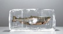 К чему снится замороженная рыба, замороженная рыба во сне – сонник
