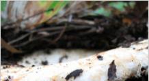 Тонкости и хитрости хранения солёных грибов: закатанных в банки или без закатки